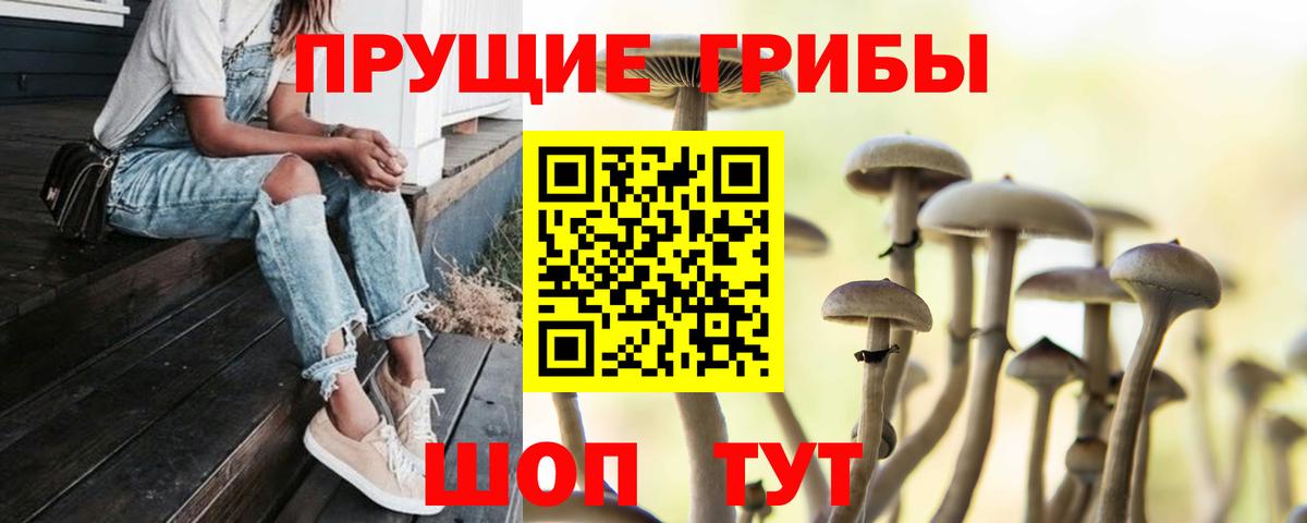 Галлюциногенные грибы Psilocybine cubensis Волгодонск